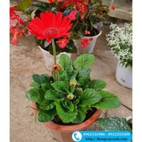 Cây hoa đồng tiền lùn siêu nụ - 3 cây