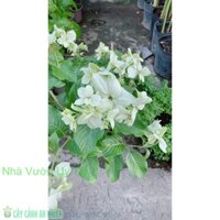 Cây Hoa Én Trắng Lớn