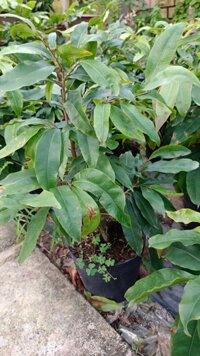 Cây & hoa giảCây Mai Vàng Đại Lộc 36 cánh- Chưng bàn làm việc - Phong thủy- Chưng tết