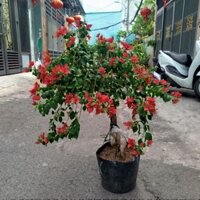 Cây Hoa Giấy Bonsai ( hàng đẹp) ảnh thật