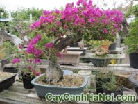 Cây Hoa Giấy Bonsai