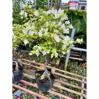 Cây hoa giấy cẩm thạch trắng, tím loại nhỏ