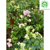 Cây hoa giấy đổi màu sakura cao 70cm