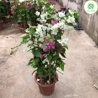 Cây hoa giấy Hai màu (ảnh thật số 2).