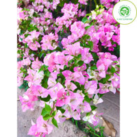 Cây hoa giấy hồng phớt trưởng thành cao 1m