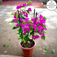 Cây hoa giấy hồng trưởng thành đang hoa cao 80cm ( Ảnh thật)
