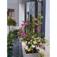 Cây hoa giấy leo giàn cao 60-70cm phù hợp trang trí sân vườn và ban công