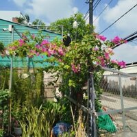 Cây Hoa Giấy Leo ( hàng đẹp .sẵn hoa )