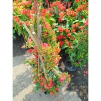 Cây Hoa Giấy Leo