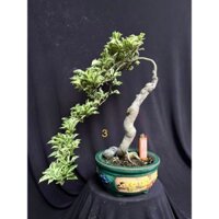 Cây Hoa Giấy Mỹ Ghép Cẩm Thạch Bonsai Mini - HGCT2