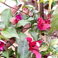 Cây Hoa Giấy Ruby Tím Lửa