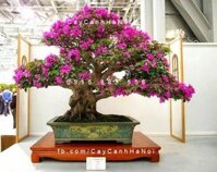 Cây hoa giấy thế Bonsai