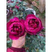 Cây Hoa hồng bụi Autumn Rouge
