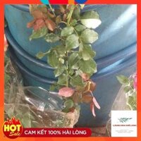 Cây hoa hồng bụi Color Sh.ell - cây phát triển nhanh và khỏe, hoa to đẹp - CÂY VỪA