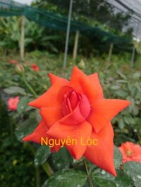 Cây hoa hồng cổ Tàu