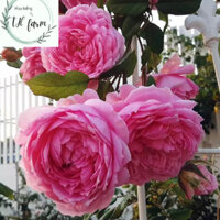 Cây hoa hồng leo ngoại Hungtington- Hoa đẹp trang trí sân vườn- Decor- Hoa kiểng TH farm- Cây chuẩn giống