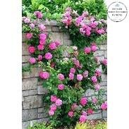 Cây hoa hồng leo nguyên bản trưởng thành cao 60-70cm (ảnh thật).