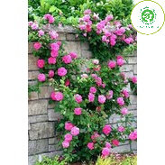 Cây hoa hồng leo nguyên bản trưởng thành cao 60-70cm (ảnh thật)