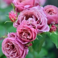 Cây hoa hồng ngoại Aoi +Tặng 02 cây nhót ngọt