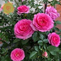 Cây hoa hồng ngoại Bernadette Lafont, hồng siêu thơm (bụi) cánh dày