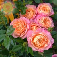 Cây hoa hồng ngoại Briosa (bụi) cam hoa chùm