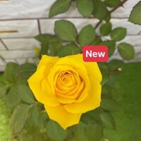 cây hoa Hồng ngoại bụi Amber màu vàng mới - bầu to cây trưởng thành