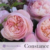 cây hoa hồng ngoại combo 20 cây