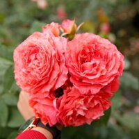 Cây hoa hồng ngoại Corail Gelee_TH farm_ Cây chuẩn giống- Chất lượng cao