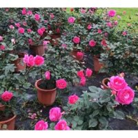 cây hoa hồng ngoại đỏ hồng bầu đen cao 40_ 50 cm