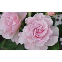 Cây hoa hồng ngoại La Mariee tiểu thư siêu thơm