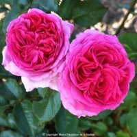 Cây hoa hồng ngoại Làont, trồng thuần cây nguyên bản