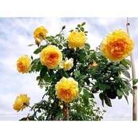 Cây hoa hồng ngoại Molinuex- bầu to cây lớn trưởng thành