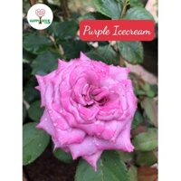 Cây Hoa hồng ngoại Purple Ice Cream rose – Nét cổ điển quyến rũ