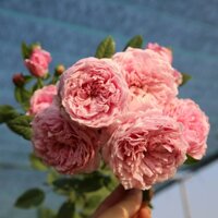 Cây hoa hồng ngoại Spirit Of Freedom (Leo)