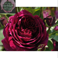 Cây hoa hồng ngoại The prince (cây chiết nguyên bản)- Hoa kiểng Nguyễn Lộc- Cây giống chất lượng cao