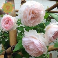 Cây hoa hồng ngoại The Wedgwood (leo) siêu đẹp