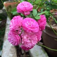 Cây hoa hồng ngoại Vineyard Song +Tặng 02 cây nhót ngọt