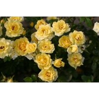 Cây hoa hồng ngoại Yellow Fairy-hoa hồng ngoại Yellow Fairy