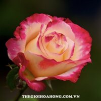 Cây hoa hồng ngoại Unparalleled