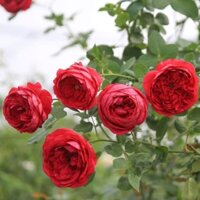 Cây hoa hồng Pas De Duex