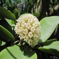Cây hoa lan cẩm cù màu vàng siêu hoa