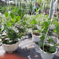 Cây hoa lan cẩm cù màu vàng siêu hoa