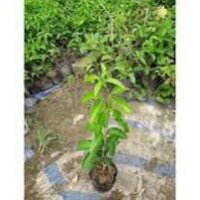 Cây hoa Lan Tỏi-lan leo tỏi tím bầu lớn