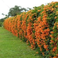 Cây hoa leo chùm ớt rạng đông đang ra hoa