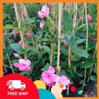 cây hoa leo HỒNG ANH cánh kép CHẤT LƯỢNG UY TÍN