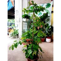 Cây hoa leo sử quân tử