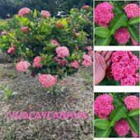 Cây hoa Mẫu Đơn Hồng cánh sen (Sản phẩm giống video) Hỗ trợ phí vận chuyển