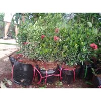 Cây Hoa Mẫu Đơn -  🍎🍎🍎Sai Hình Hoàn Tiền 200%