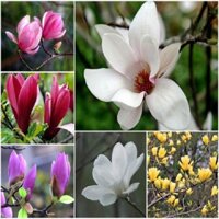 Cây hoa mộc lan đang nụ