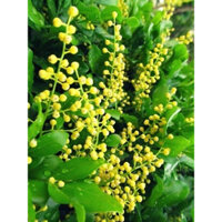 Cây hoa ngâu - cây dược liêu cao 40-50cm.